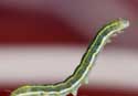 their worm dieth not